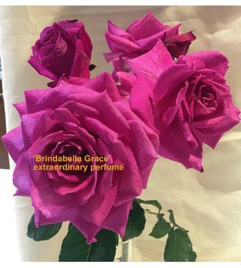 Brindabella Roses ONLINE roses Mail Order